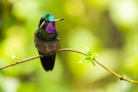 Reserva Bosque Nuboso Santa Elena